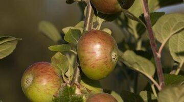 Jak si vybrat správný strom pro váš zahradní prostor