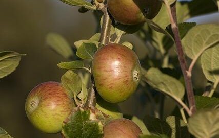 Jak si vybrat správný strom pro váš zahradní prostor
