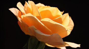 Jak vybrat ideální květinu do bytu