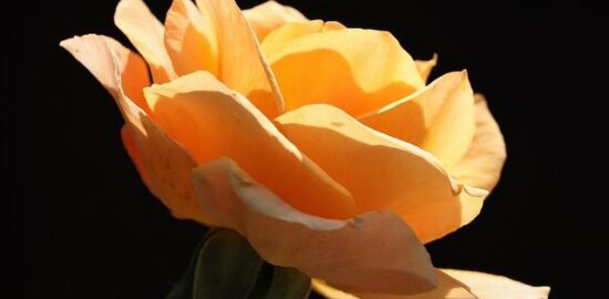 Jak vybrat ideální květinu do bytu