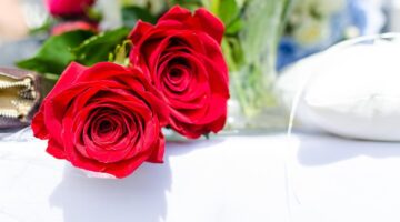 Jak si vybrat květinu pro váš domov