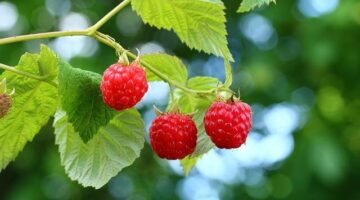 Jak pěstovat květinu: informace a tipy