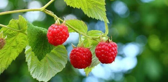 Jak pěstovat květinu: informace a tipy