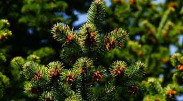 Jak správně vytvořit a udržovat skleník