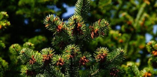 Jak správně vytvořit a udržovat skleník