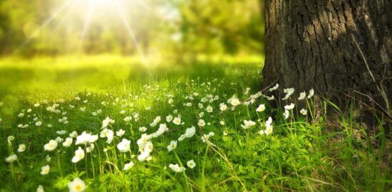 Jaké květiny vybrat do interiéru?