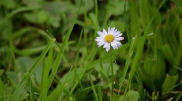 Jak vybrat správnou květinu do domu