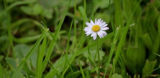Jak vybrat správnou květinu do domu
