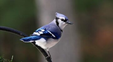 Jak posadit květinu