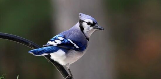 Jak posadit květinu