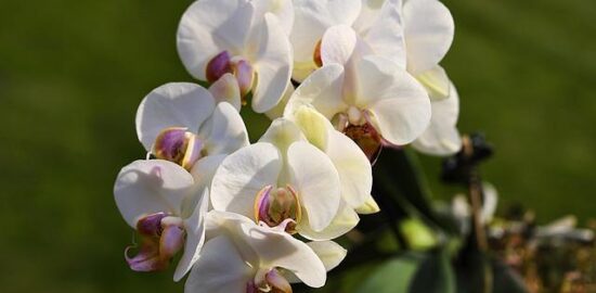 Pěstování orchideje