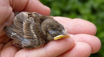 Jak se starat o strom – rady a tipy