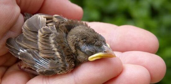 Jak se starat o strom – rady a tipy