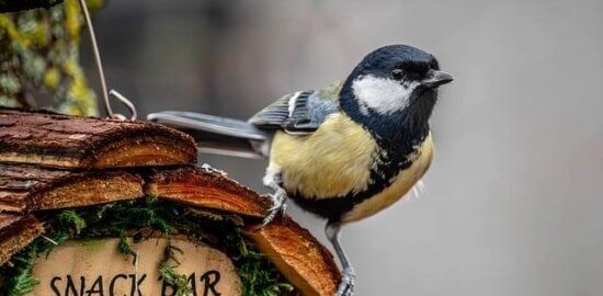 Jak udělat zahradničení – informace a tipy