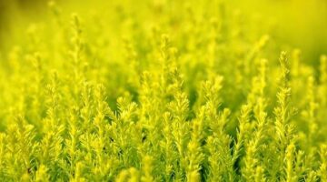 Jak založit vlastní bylinkovou zahradu