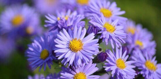 Zahradničení – rady a tipy