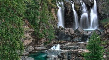 Jak poznat stromy v české přírodě – Informative