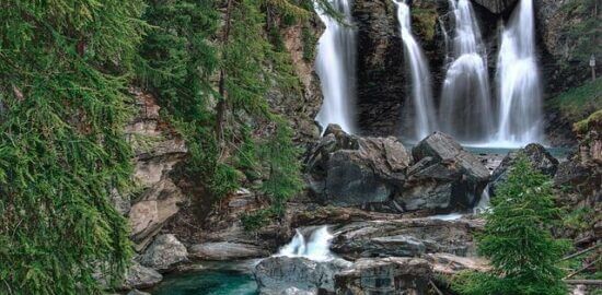 Jak poznat stromy v české přírodě – Informative