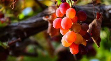 Výběr a skladování ovoce