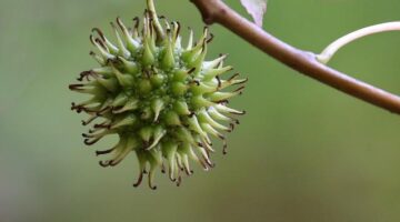 Jak správně zasadit strom do vaší zahrady