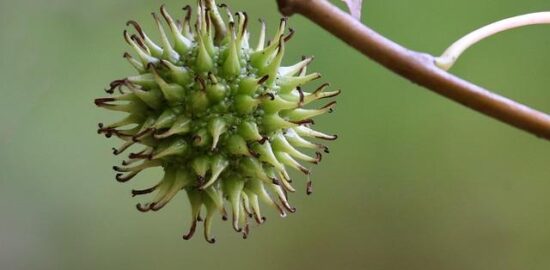 Jak správně zasadit strom do vaší zahrady