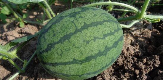 Pěstování ovoce: Vše, co potřebujete vědět