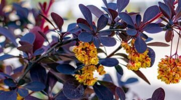 Jak založit úspěšnou permakulturní zahradu