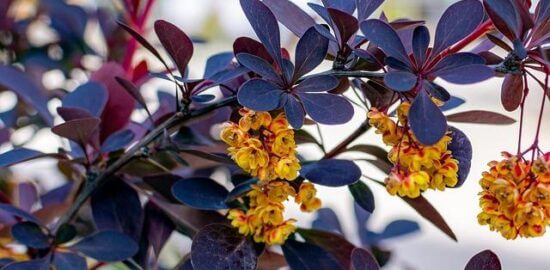 Jak založit úspěšnou permakulturní zahradu