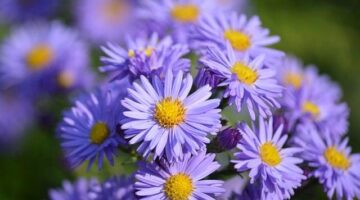 Zahradničení: Nápady a inspirace