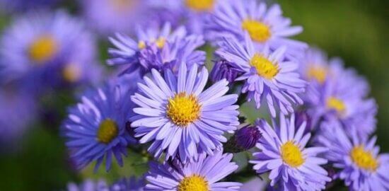 Zahradničení: Nápady a inspirace