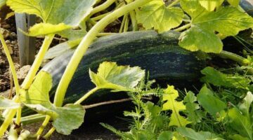 Jak pěstovat zeleninu: Informative rady pro začátečníky