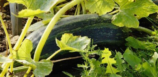 Jak pěstovat zeleninu: Informative rady pro začátečníky