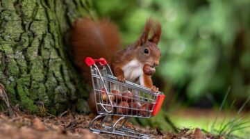 Jak nakupovat levně a efektivně