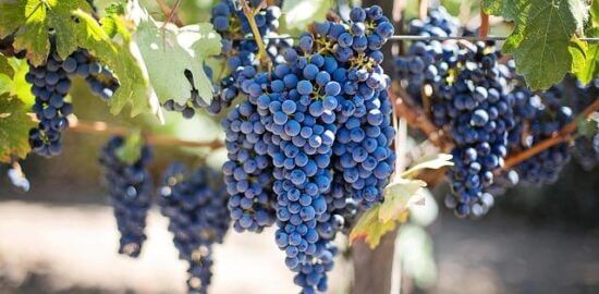 Pěstování ovoce: základní tipy pro úspěšnou sklizeň