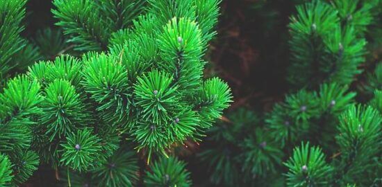 Jaký strom je vhodný do malé zahrady?