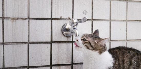 Jak správně pít vodu: informace a tipy