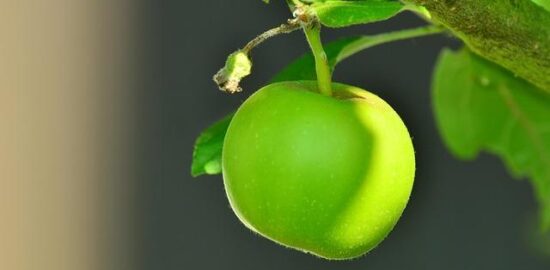 Jak poznat zralé ovoce?