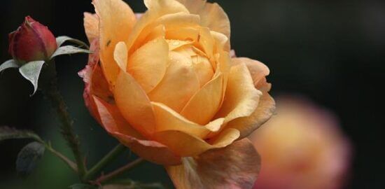 Jak pěstovat růže: návody