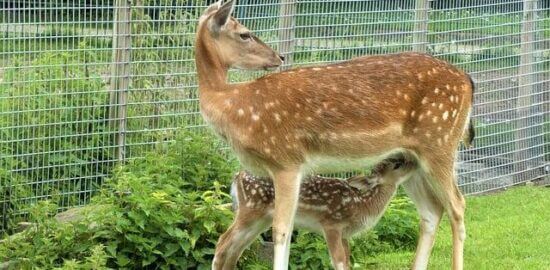 Jak pečovat o orchideje pro bohaté květenství