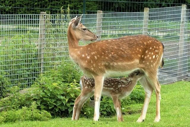 Jak pečovat o orchideje pro bohaté květenství