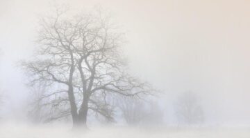 Jak vysadit strom?